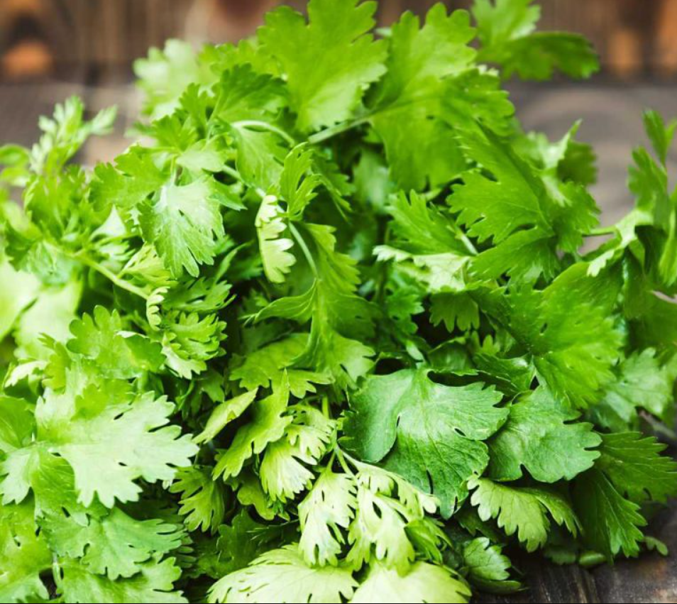 Coriander